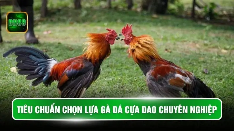 Tiêu chuẩn chọn lựa gà đá cựa dao chuyên nghiệp
